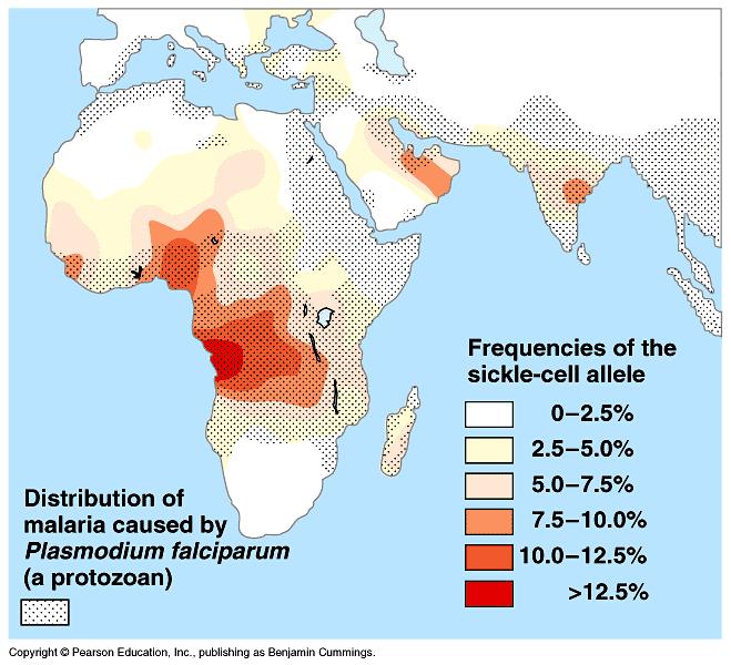 The frequency of the sickle-cell allele is highest in areas where the malarial parasite is common.