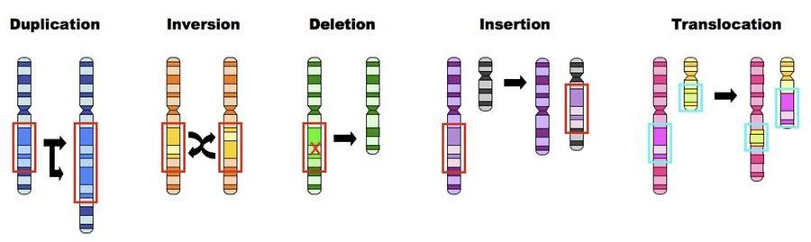 2. Mutations Mutation: a change in the DNA of an organism This change can be passed on to