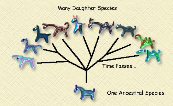 A number of different species diverge (split off) from a common ancestor Over many generations, organisms with the same common ancestor evolve a