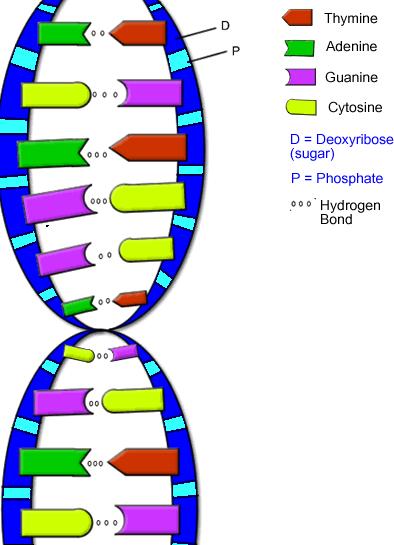 A DNA molecule is made up of two long chains of structures called nucleotides.
