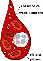 GLO 2 Cellular Organization Question 29 Identify the different types of cells that make up the blood and what the blood fluid they are contained in The blood cells contain hemoglobin, a protein that