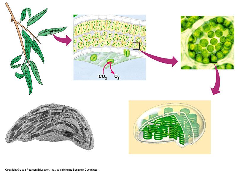 The location and structure of chloroplasts Chloroplast LEAF LEAF CROSS SECTION MESOPHYLL CELL Mesophyll