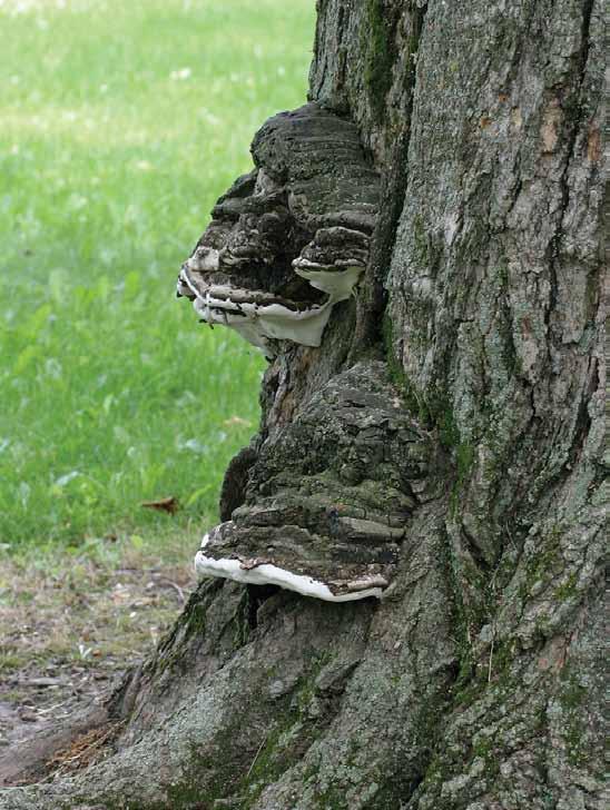 Spalting Fungus and Wood Bracket fungi known as conks, such as on this hard maple, are tell-tale signs of spalting.