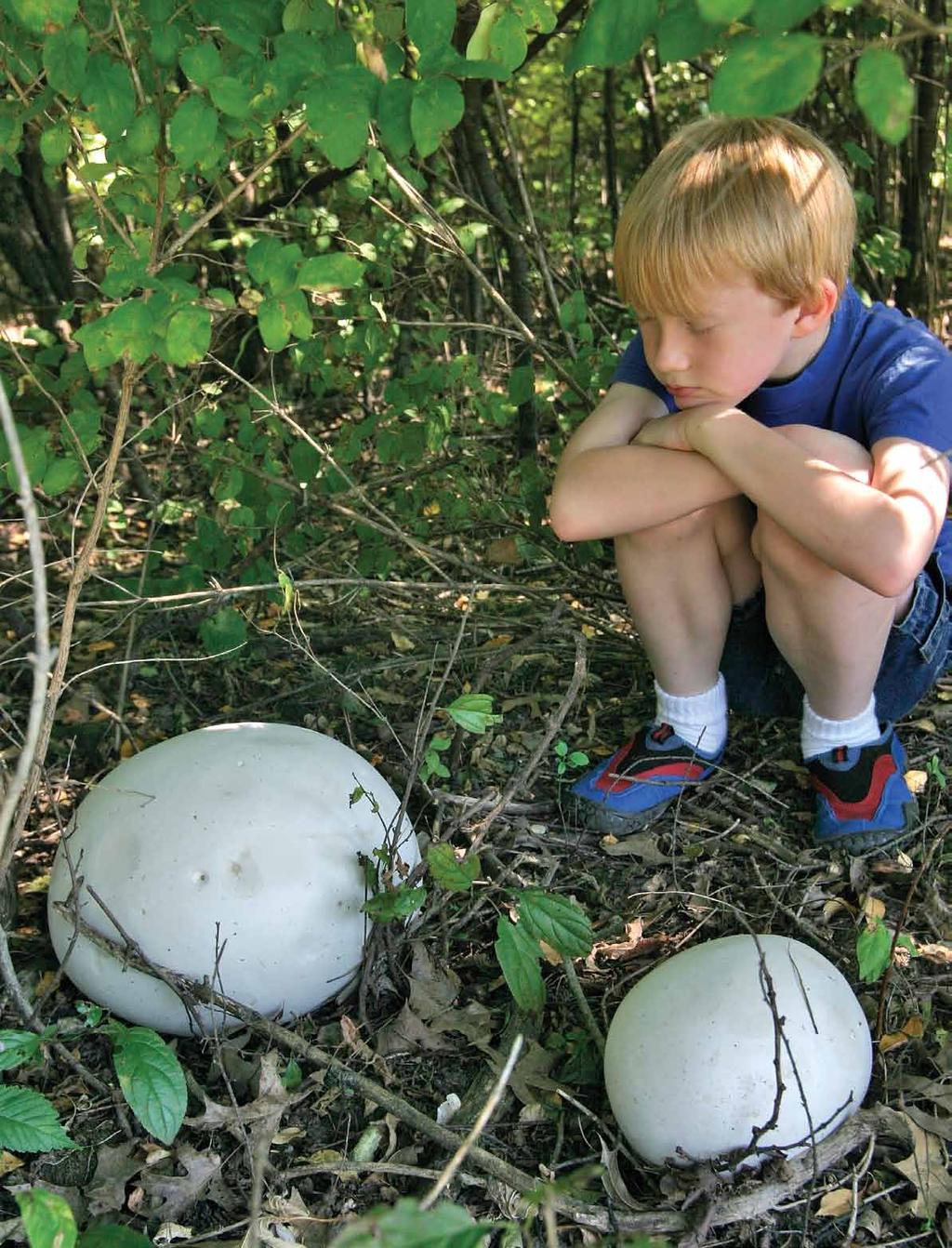 Not your average puffball While most puffballs are only a few inches across, the boy in