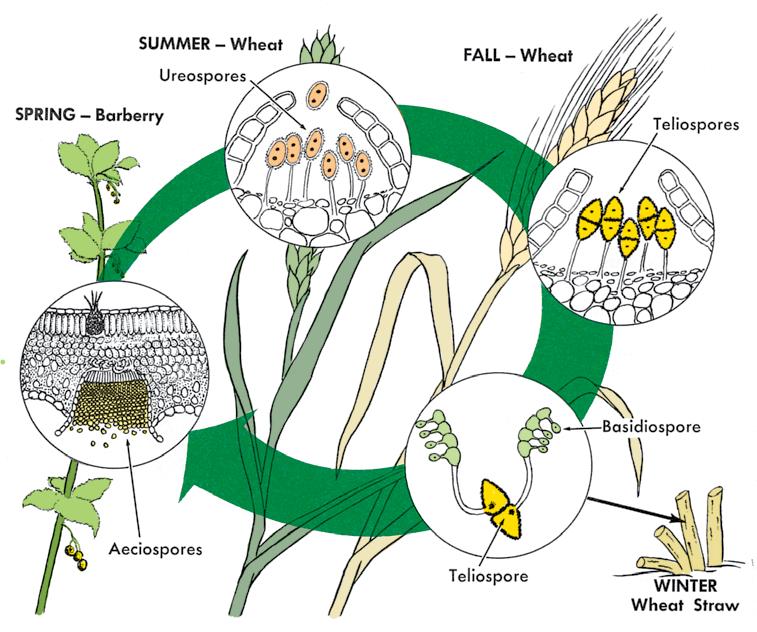 Figure 10-7 The wheat rust cycle Figure 10-8 At the top are wheat stems blighted by rusts.