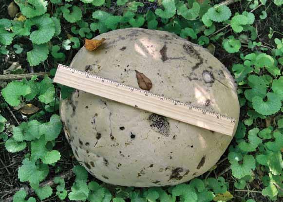Figure 10-12 Typical bracket fungus Figure 10-13 Giant puffball a foot wide (top) releases millions of tiny airborne spores when struck after ripening (below).