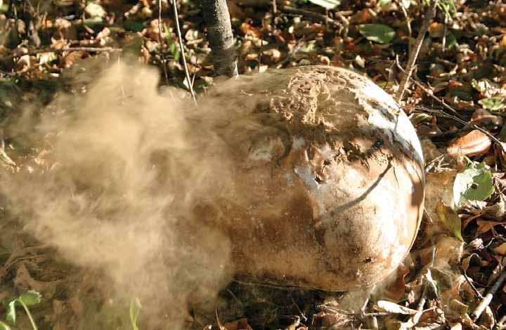 When ripe, the brown spores issue in a cloud when something presses the puffball.