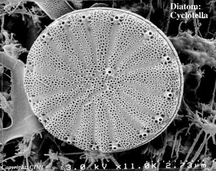 ) Uses of diatoms Producers in ecosystems