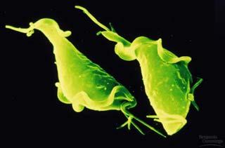 Protozoans: Trichomonas Trichomonas vaginalis Considered an STD Characteristics: