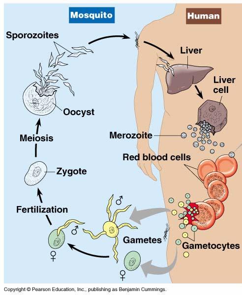 Protozoans: Malaria All are parasites Infective stage sporozoites These sporozoites have at their end (apex) a complex of organelles for penetrating host cells and tissues.