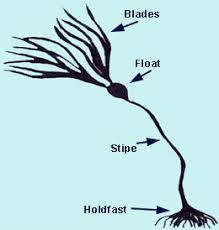 Seaweed look like plants and are structurally like plants BUT They have a holdfast that looks like a root actually holds it to the rock They have a stipe which looks like a stem They have a blade