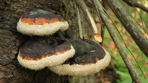 Eat mushrooms and truffles Culture fungi to produce