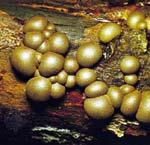 Concept of fungi has changed, greatly, over the