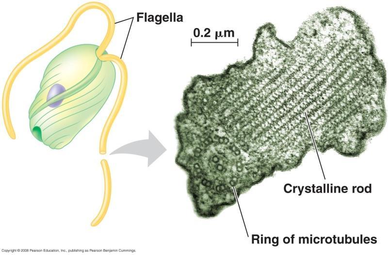 Euglenozoa All biflagellated (2)