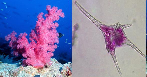 mixotrophic Endosymbionts of corals