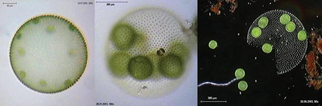 Chlorophyta Fresh vs marine