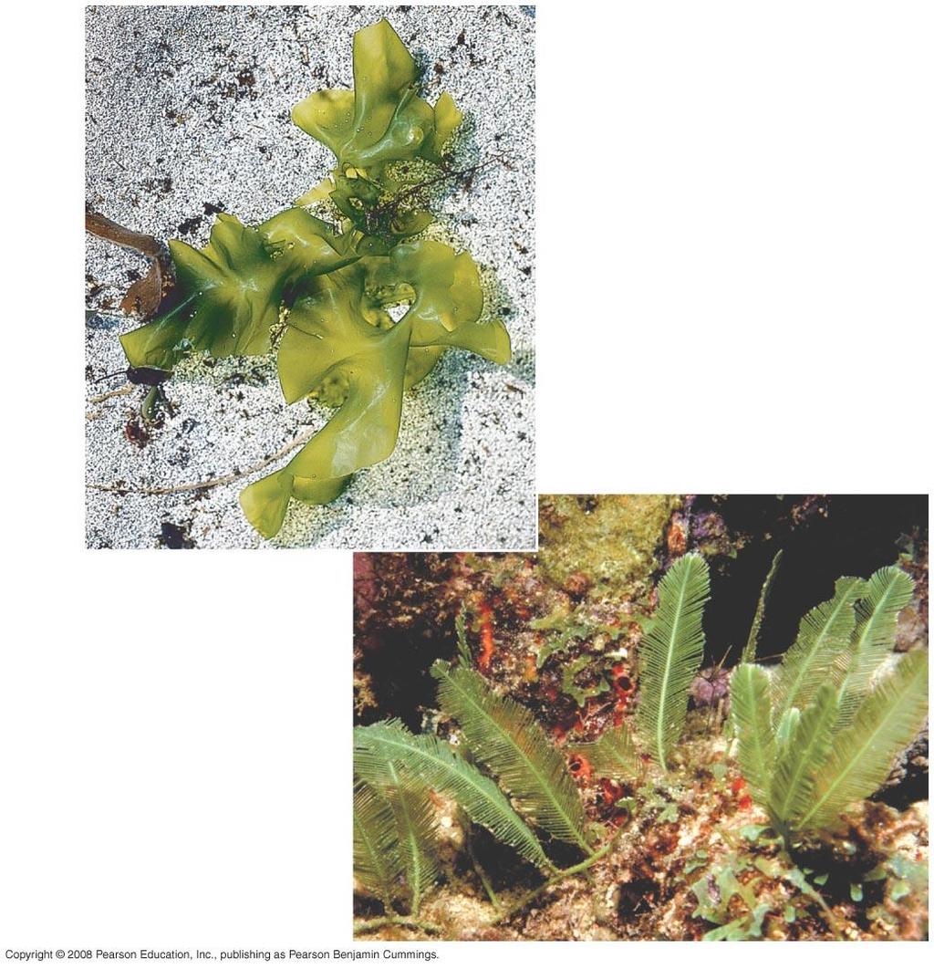 Fig. 28-21 Green Algae (a) Ulva, or sea