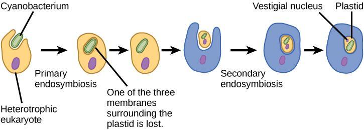 Figure 23.6 Hypothesized process of endosymbiotic The hypothesized process of endosymbiotic events leading to the evolution of chlorarachniophytes is shown.