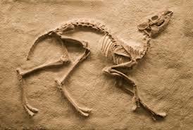 What is paleontology? Paleontology: The scientific study of earth s past, particularly fossils.