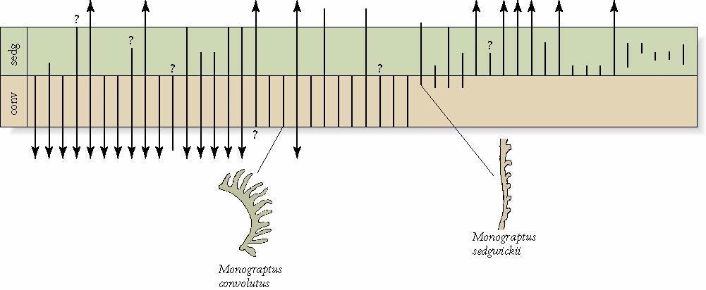 Biostratigraphy Zone (biozone) Body of rock whose lower and upper boundaries are based on the