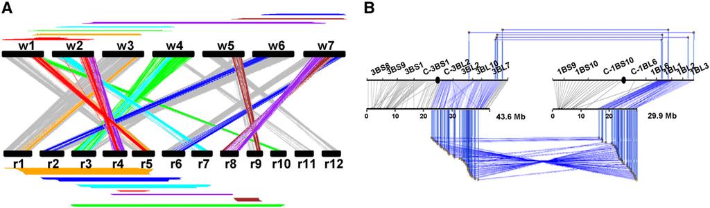 Evolution of Ancestral Grass Genome Duplications 17 Figure 4. Seven Duplications Are Shared between Rice and Wheat.