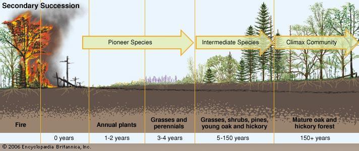 Secondary succession- when species take over areas that have had previous growth Examples: A forest
