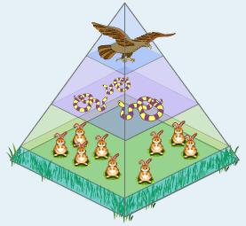 Energy Flow in Ecosystems Trophic levels In an ecosystem,