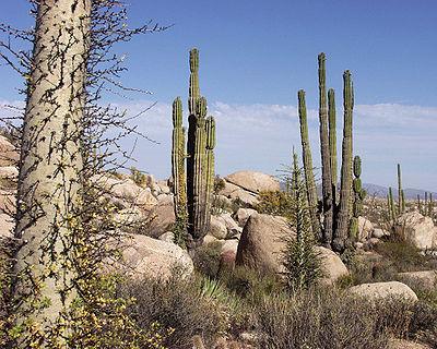 Soil: sandy Vegetation: cacti,