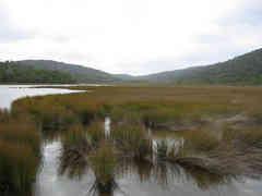 Estuaries/Wetlands Characteristics: Mixture of fresh and salt water, located along the coast and behind