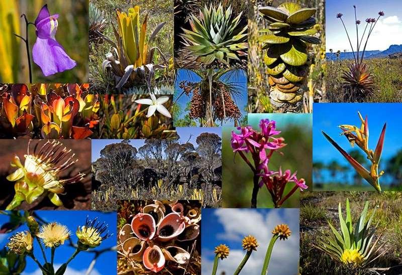 Biodiversity Biodiversity is genetic variation within populations and variation of populations within ecosystems; the variety of