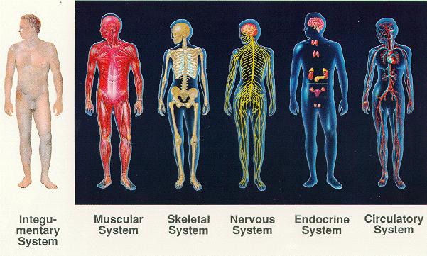 10 Body Systems : 3.