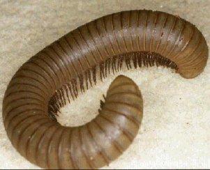 Millipede from: http://atschool.eduweb.co.uk/sirrobhitch.suffolk/key/images/invertebrates/millipede.