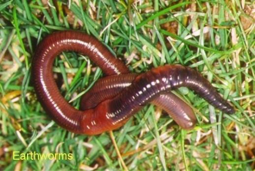 Earthworm : http://www.york.ac.uk/org/ciec/caringfortheenvironment.29. 4.