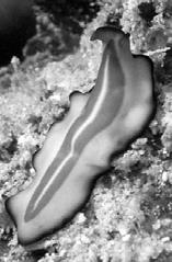 Phylum Flatworms