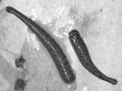 Phylum Annelida Segmented worms and leeches. Aquatic or Moist Terrestrial. Bilateral Triploblastic; coelomate.