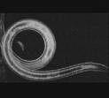 Phylum Roundworms Many species.