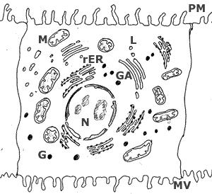 mitochondrion nucleus endoplasmic