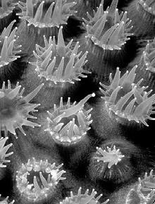 Coral Polyps & Jellyfish (medusa) Phylum
