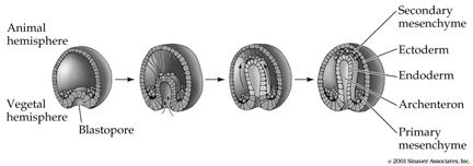 Development Gastrulation sea urchin mesoderm mesoderm Neurulation Neurula = embryo undergoing