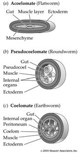 after receiving a signal from mesoderm) Body Cavities Acoelomate = mesoderm solid, no body