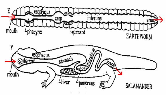 Image from: http://www.geocities.com/animalbio/biology/digestio.