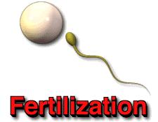 Sperm and egg join outside female s body = Sperm and egg join inside female s body =