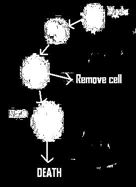 Cells decide early Cells decide later Removing cell causes death Removing cell