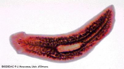 FLATWORMS