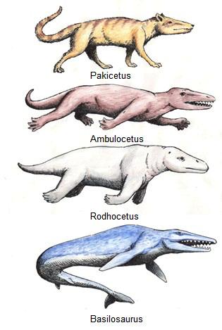 Evidence of ommon ncestry and iversity Whale Evolution 1 Whales are mammals that live their entire lives in the ocean. Has this ever made you wonder how whales came to be on Earth?