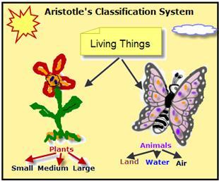 HISTORY OF CLASSIFICATION Aristotle classified organisms into two categories plants and animals However, this system did not allow for evolutionary relationships or organisms that did not fit into