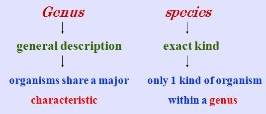 NAMING ORGANISMS There is only ONE scientific name for an organism Organism s scientific name = Genus species The