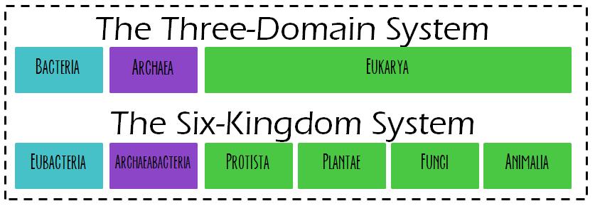 THREE DOMAINS AND SIX KINGDOMS 1. Archaea contains one kingdom (archaea) 2.
