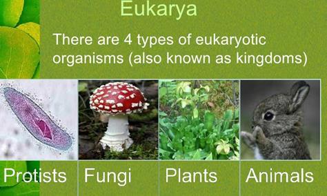 DOMAIN EUKARYA All are eukaryotic Contains 4