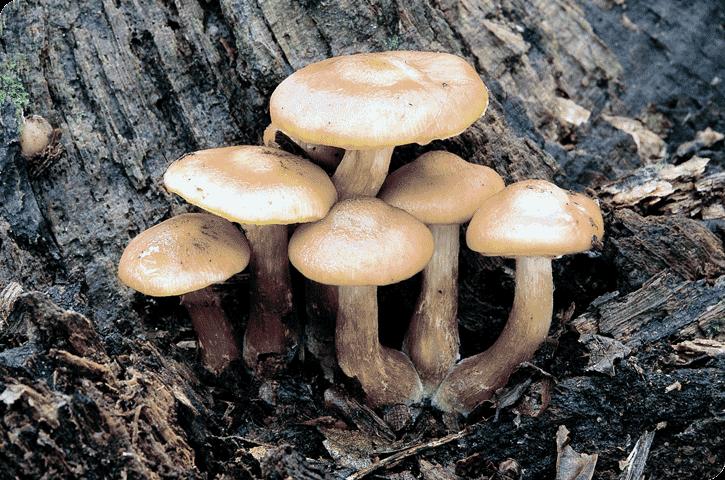 DOMAIN EUKARYA Fungi